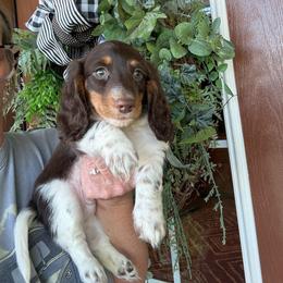 Bruno - Piebald male Dachshund puppy in Aurora, Missouri from Baker Farms