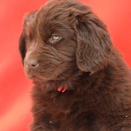Maple Female Red Collar - Brown female Newfoundland puppy in Dalton, Ohio from Newfforu