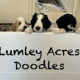 Goldendoodles from Lumley Acres Doodles