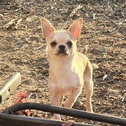 Humphrey - Chihuahua