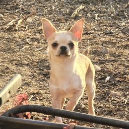 Humphrey - Chihuahua