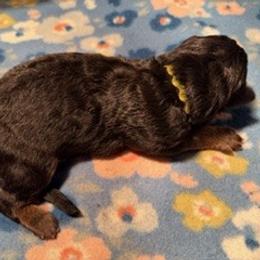 Boy 3 - Lime Green Collar - Black and red male German Shepherd puppy in Valley Springs, South Dakota from Von Pasch German Shepherds