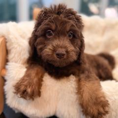 Otter - Red phantom male Aussiedoodle puppy in North Royalton, Ohio from Johnson's Doodles