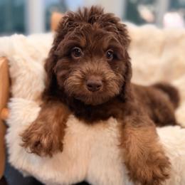 Otter - Red phantom male Aussiedoodle puppy in North Royalton, Ohio from Johnson's Doodles