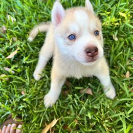 Caramel - Brown and white Siberian Husky puppy in California from Lomas Huskies