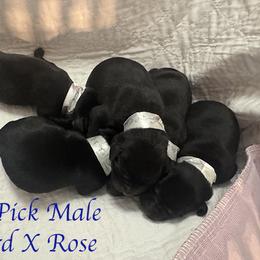 Third Pick Male - Black male Labrador Retriever puppy in Greater Houston Area, Texas from Coram Deo Retrievers