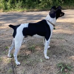Rat Terriers from LJ&B