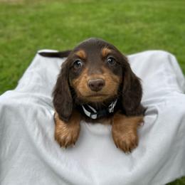 Otis - Chocolate and tan male Dachshund puppy in Stilwell, Oklahoma from Mountain Top Dachshunds