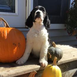 English Springer Spaniels from Tiffany