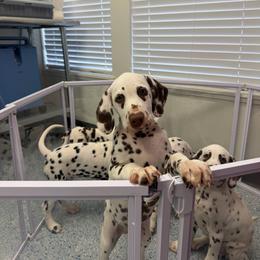 Jameson - White and liver brown male Dalmatian puppy in Loomis, California from Revere Dalmatians