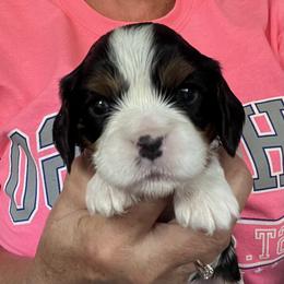 Boy 1 - Tri-color male Cavalier King Charles Spaniel puppy in Morriston, Florida from Cutesy Cavaliers