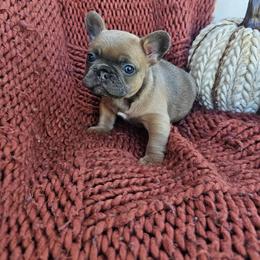 French Bulldog Puppies from HP Doodles