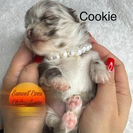 Chihuahua Puppies from Sunset Eves Chihuahuas