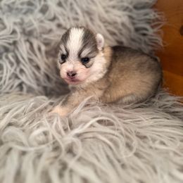 Tinsel - Gray and white female Pomsky puppy in La Verne, California from Red Cedar Pomskies