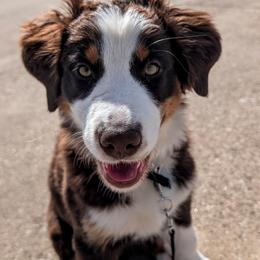 Ember - Australian Shepherd