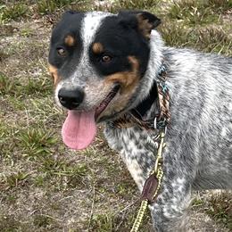Waylon - Blue mottled male Australian Cattle Dog puppy in Kalispell, Montana from BTR Australian Cattle Dogs