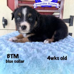 BTM blue collar - Black tri-color male Australian Shepherd puppy in Greenville, Texas from Amandas Aussies
