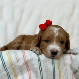 Poppy (Red collar) - Apricot female Goldendoodle puppy in Salem, Utah from Aspen Doodles