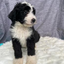 Baron - Black and white male Bernedoodle puppy in Battle Creek, Michigan from T-Rose’s Bernedoodle & Pomsky Puppies
