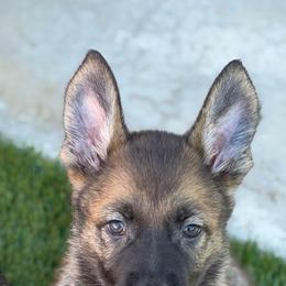 Pup 2 - Sable female German Shepherd puppy in Surprise, Arizona from Vom Wustefeuer German Shepherds