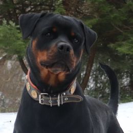 Rory - Rottweiler