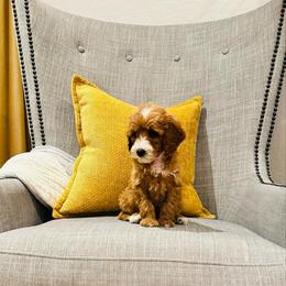 Black Collar - Red  female Goldendoodle puppy in Miami, Florida from GoldStar Doodles USA