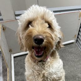 Frankie - Goldendoodle