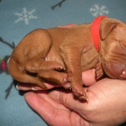 Vizsla Puppies from Krichen Vizslas