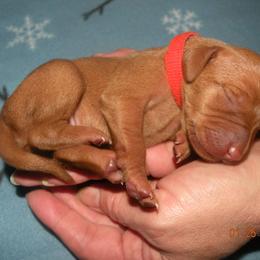 Vizsla Puppies from Krichen Vizslas