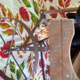 Miniature Schnauzer Puppies from Camp Creek Schnauzers