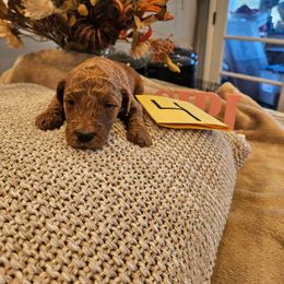 Girl 4 - Red  female Poodle puppy in Detroit, Michigan from Pretty Spoiled Spoos llc