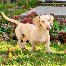Vinny - Dachshund