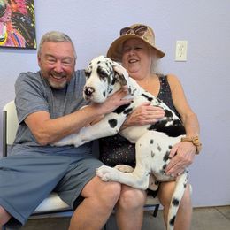 Rihanna- When the Sun Shines, We Shine Together - Harlequin Great Dane puppy in Brooksville, Florida from Follow My Lead Great Danes