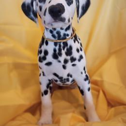 Yellow Girl - White and black female Dalmatian puppy in Spring Branch, Texas from D'vine Dalmatians