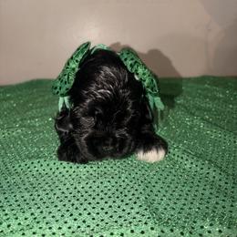 Piper - Black and white female Cocker Spaniel puppy in Hickory, North Carolina from Homegrown Spaniels