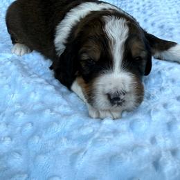 Bernedoodle Puppies from Bernedoodles of Kentucky