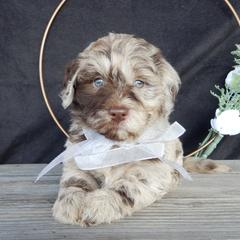 Odie - Merle male Labradoodle puppy in Millersburg, Ohio from My Pals