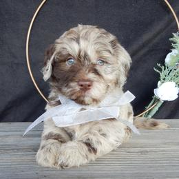 Odie - Merle male Labradoodle puppy in Millersburg, Ohio from My Pals