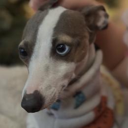Bunny - Italian Greyhound