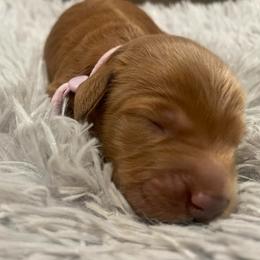 Ginger (light purple) - Red  female Goldendoodle puppy in Atco, New Jersey from Flannery’s lucky pup’s🍀