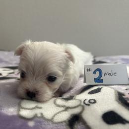 Boy 2 - male Maltese puppy in Pasco, Washington from Hops-a-Lot Maltese Ranch