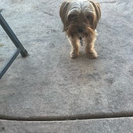 squirt - Yorkshire Terrier