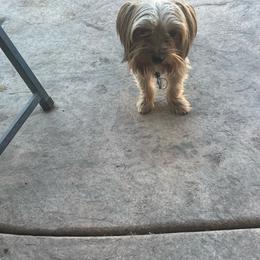 squirt - Yorkshire Terrier