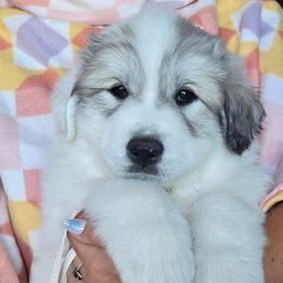 Thyme - White and badger female Great Pyrenees puppy in Antwerp, New York from Empyre Great Pyrenees