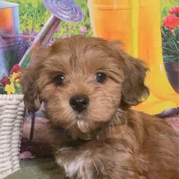 Lotus - Red male Havanese puppy in Clermont, Florida from Country Sweet Havanese and Creative Coaching