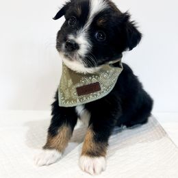 Miniature Australian Shepherd and Toy Australian Shepherd Puppies from Columbia Coast Toy & Mini Aussies