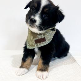 Miniature Australian Shepherd and Toy Australian Shepherd Puppies from Columbia Coast Toy & Mini Aussies