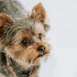 Yorkshire Terriers from Broken Road Acres Yorkies
