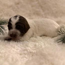 Boy 7 Marshall - Parti male Goldendoodle puppy in Newark, Ohio from Valleydayle Doodles and Wheatens