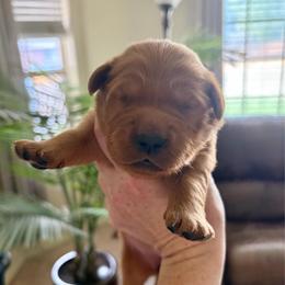 Yellow - Dark golden female Golden Retriever puppy in Mountain Home, Idaho from Poppy's Garden Golden Retrievers